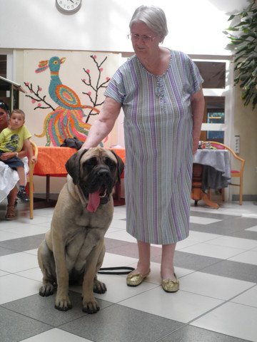 chien visiteur